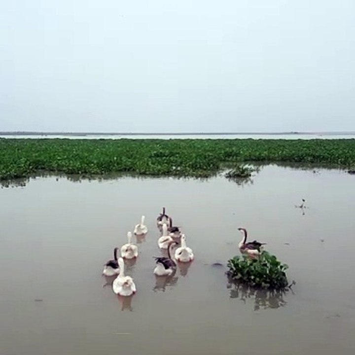 rajhans