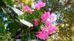 Beautiful Flowers in World | Stunning Flowers| Bright Flowers| Nature Beautiful Flowers Scenery