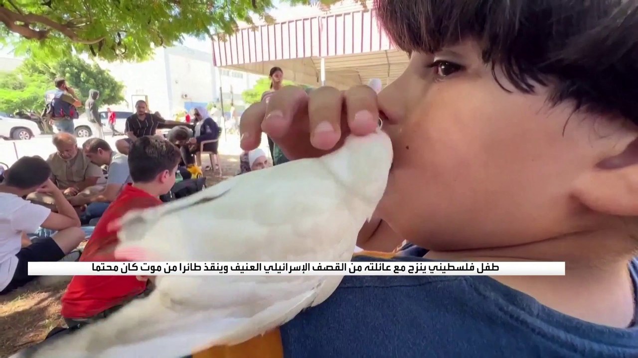 طفل فلسطيني ينزح مع عائلته من القصف الإسرائيلي العنيف وينقذ طائرا من موت كان محتما #غزة #العربية