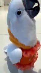Défilé de cacatoès