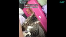 Funniest Cats Videos, The Siliest, Cutest And Funniest Cats 28