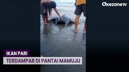 Ikan Pari Raksasa Ditemukan Terdampar di Mamuju Tengah, Warga Geger