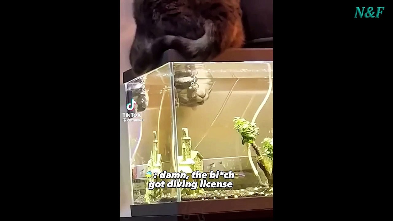 Funniest Cats Videos, The Siliest, Cutest And Funniest Cats 30