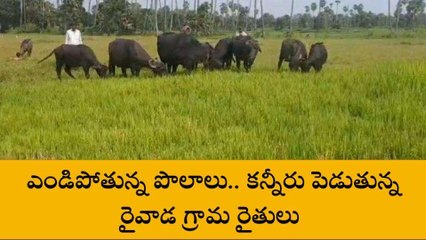 అనకాపల్లి జిల్లా: అందని సాగునీరు.. రైతులు వినూత్న నిరసన
