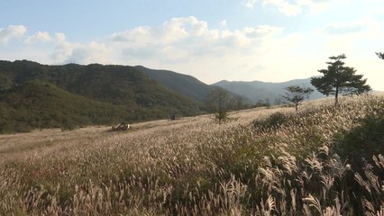 [영상] '가을 정취 물씬'...밀양 재약산 사자평 억새 군락 / YTN