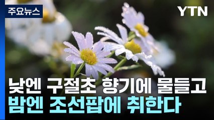 낮엔 구절초 향기에 물들고, 밤엔 조선팝에 취한다 / YTN