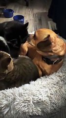 Trois animaux se disputent pour un lit