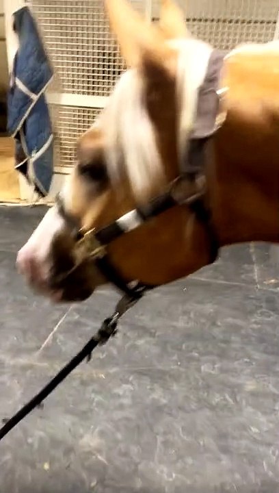 Corgi Puppy Walks Horse On Lead