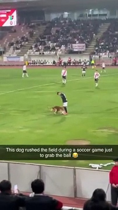Dog Rushes Soccer Field For The Ball(360P)