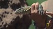 Hanging out with a monitor lizard ｜ Primal Survivor： Extreme African Safari