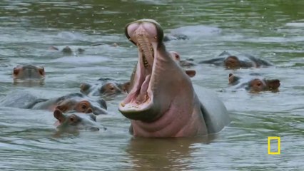 A school of hippos gives an aggressive warning sign ｜ Primal Survivor： Extreme African Safari