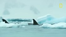 In rare footage, humpback whales attempt to disrupt a killer whale hunt in Antarctica
