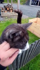 Cat Defies Gravity For Scritches
