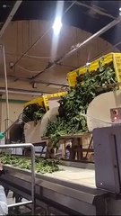 Planta deshidratadora de Unilever en Guaymallén, Mendoza.