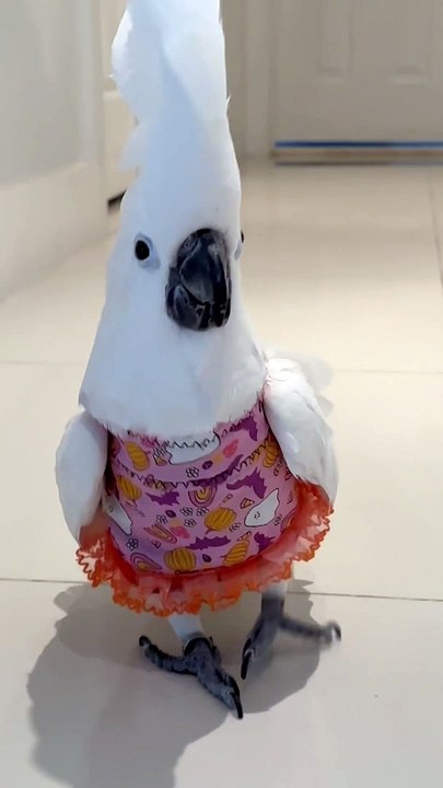 Cockatoo Catwalk Show