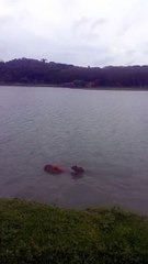 Capybara Pup Rides on Mom's Back