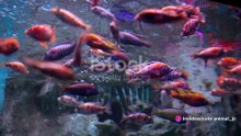Colorful Aquarium Fish: Underwater Rainbow