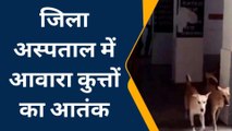 फ़तेहपुर: जिला अस्पताल में कुत्तों का आतंक, सीएमएस ने नगर पालिका में की शिकायत