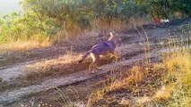 Kırıkkale'deki yaban hayatı fotokapana yansıdı