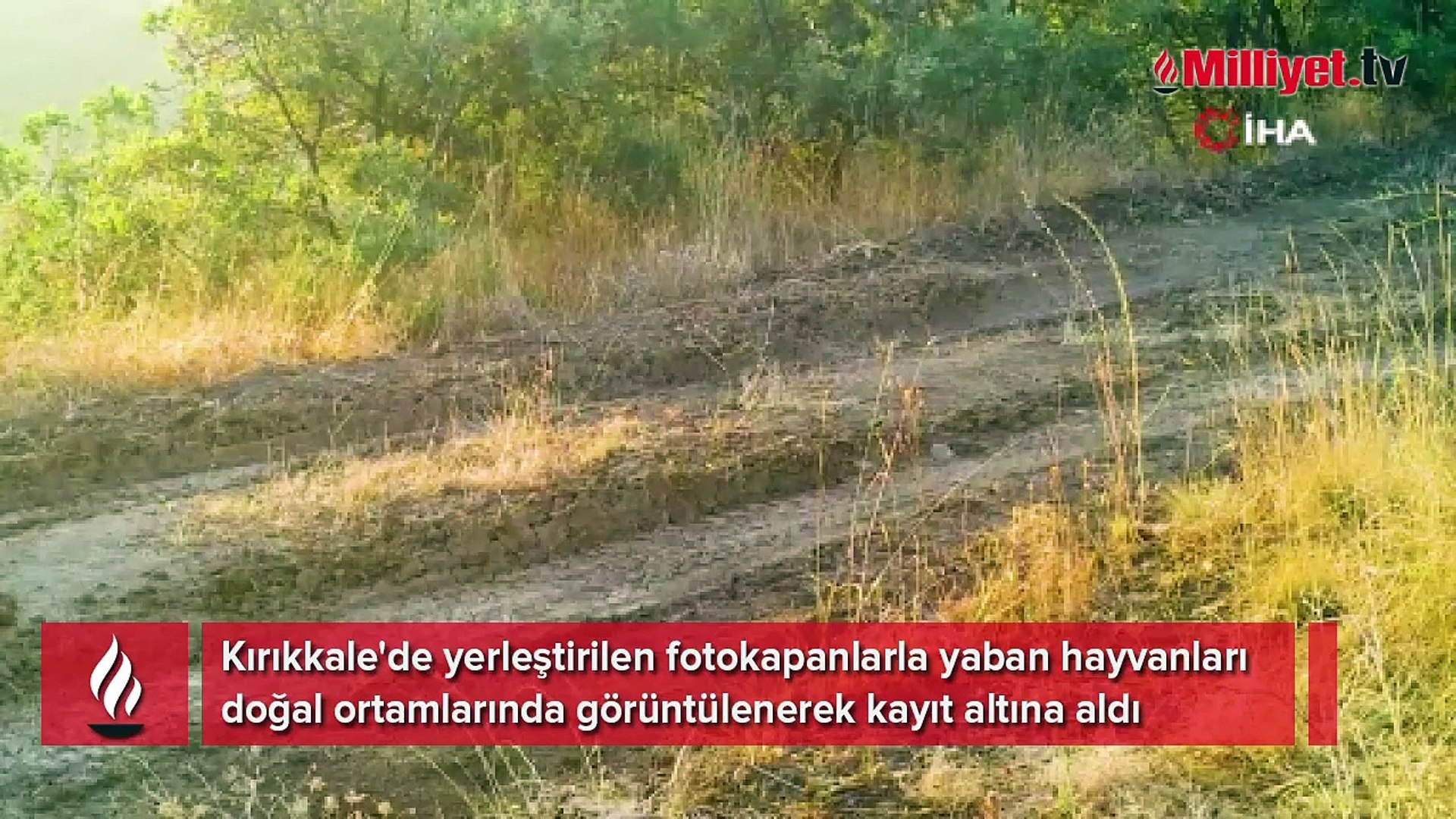 Kırıkkale'deki yaban hayatı fotokapanlara yansıdı