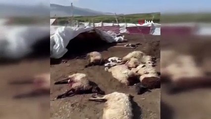 Yedikleri taze yoncadan zehirlenen 40 küçükbaş hayvan telef oldu