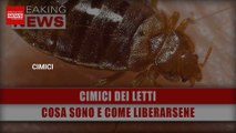 Attenzione Alle Cimici Dei Letti: Cosa Sono E Come Liberarsene!