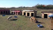 Karasu Belediyesi tarafından bırakılan köpekler vatandaşı tedirgin ediyor
