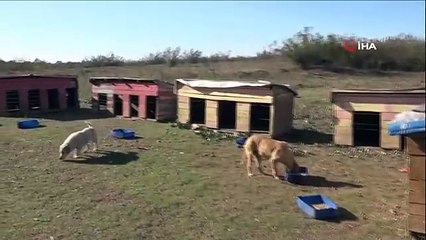 Karasu Belediyesi tarafından bırakılan köpekler vatandaşı tedirgin ediyor