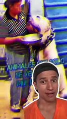 Los animales del multiverso