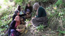 Vanlı kadınlar dağların eteklerinden topladıkları cevizi birçok şehre gönderiyor