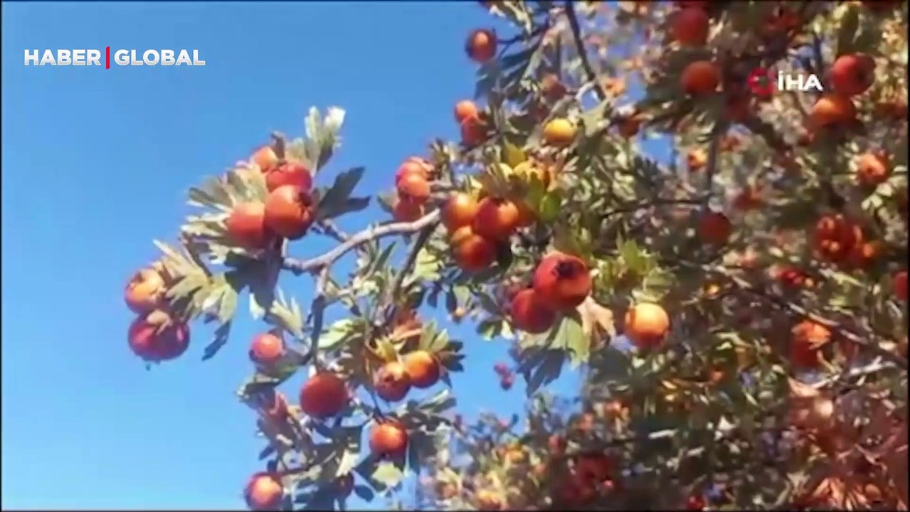 Şifa deposu alıç meyvesine rağbet arttı: "Bağışıklık sistemini güçlendirmek için birebirdir"