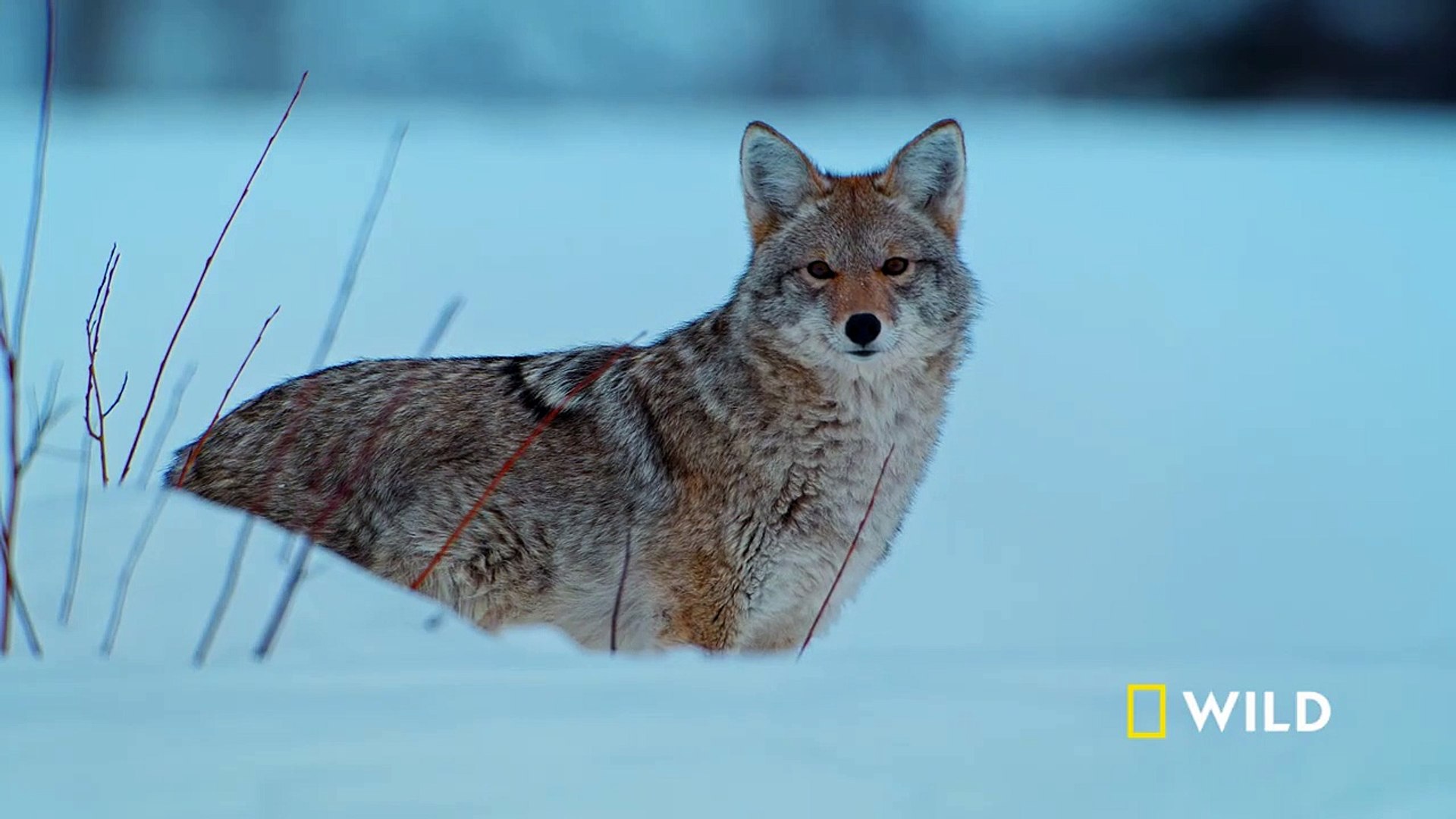 ⁣The otters and coyotes of Snake River ｜ Grand Teton ｜ America's National Parks