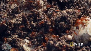 Ingenious fire ants create a life raft to escape flooding ｜ Biscayne ｜ America's National Parks