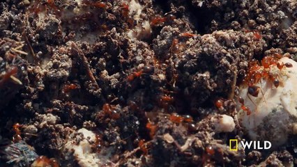 Ingenious fire ants create a life raft to escape flooding ｜ Biscayne ｜ America's National Parks