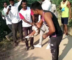 Watch Video : यहां अजगर के आने से मचा हड़कंप, रेस्क्यू कर पकड़ा