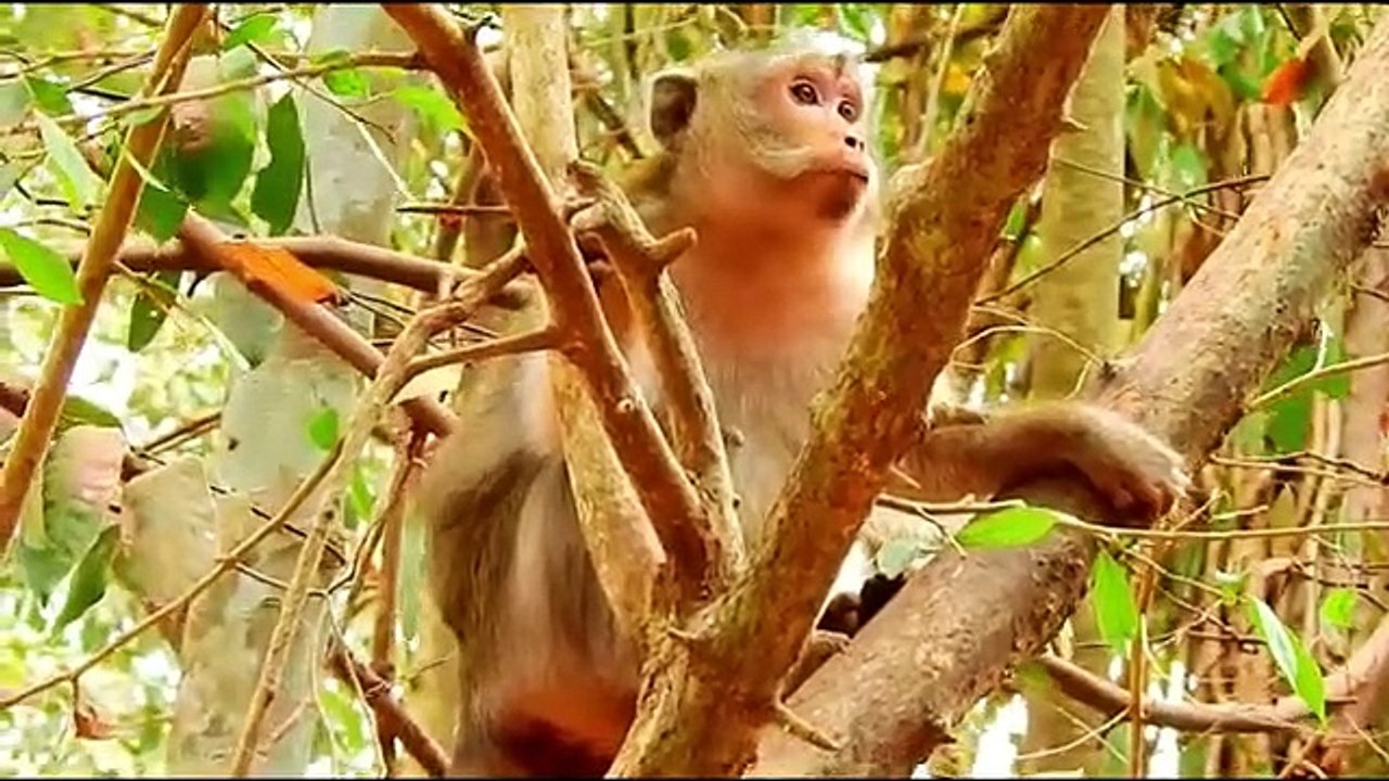 Monkey baby Alba and monkey Anna.... P66