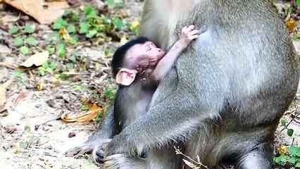 Monkey baby Alba and monkey Anna..... P4