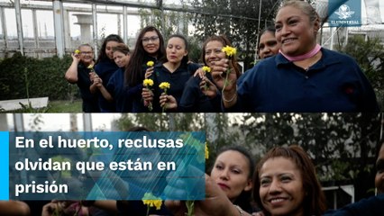 Sembrando cempasúchil, mujeres en Santa Martha Acatitla encuentran paz, amor y compañerismo