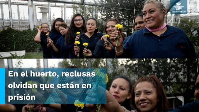 Sembrando cempasúchil, mujeres en Santa Martha Acatitla encuentran paz, amor y compañerismo