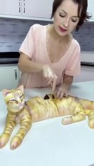 O_dia_que_o_Romeu_virou_bolo.__#cat_#cakeorfake_#viral(360p)