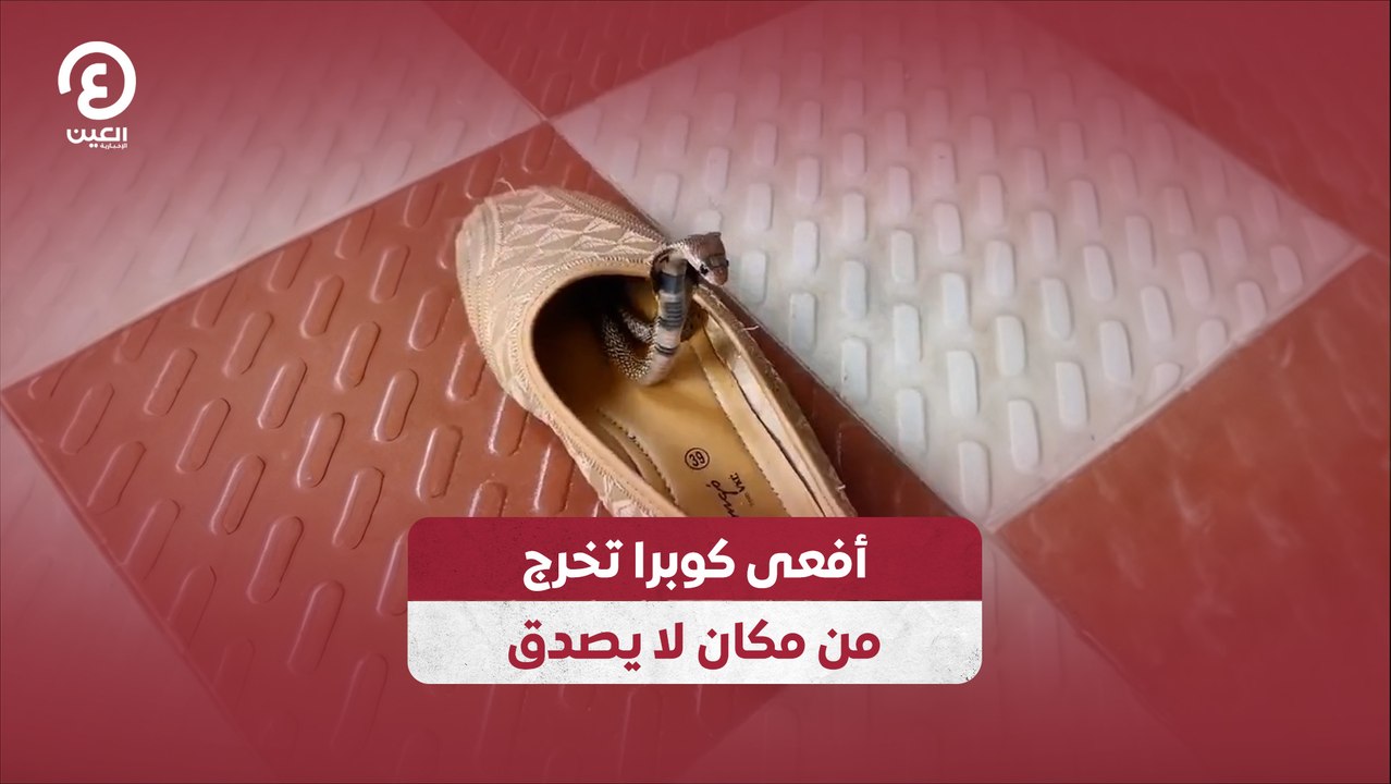 أفعى كوبرا تخرج من مكان لا يصدق