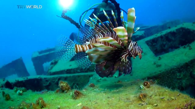Just 2 Degrees- Invasive Species Threaten Turkish Marine Life