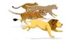 Race Lion VS Tiger VS Lioness VS Leopard