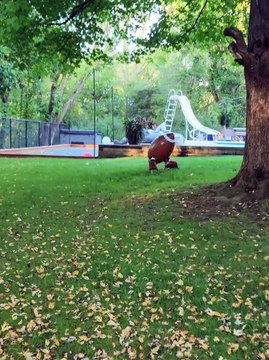 Kickoff Time With Boston Terriers