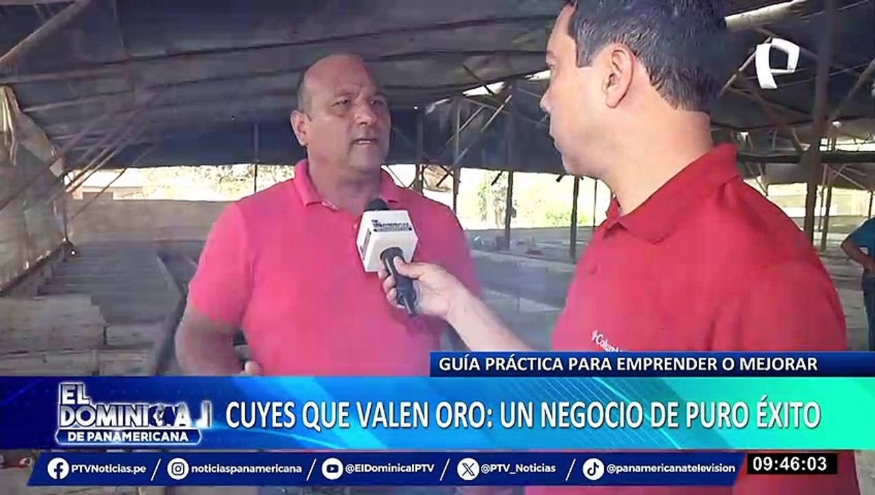 Crianza de cuyes: conozca más sobre la rentabilidad de este negocio en el Perú