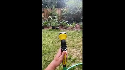 As the World Goes Crazy, Here's a Dog Playing With a Hose to Brighten Your Day