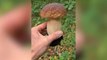‘Urban forager’ only spends £5 a week on groceries by eating mushrooms and plants found in Brighton city parks