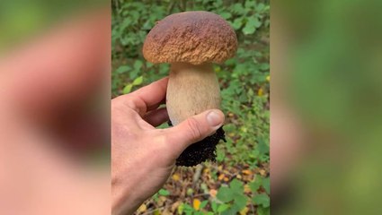 Download Video: ‘Urban forager’ only spends £5 a week on groceries by eating mushrooms and plants found in Brighton city parks