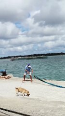 Dog Helps Pull Giant Rope