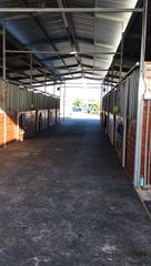 Día III Andalusian mare a Vet 2020